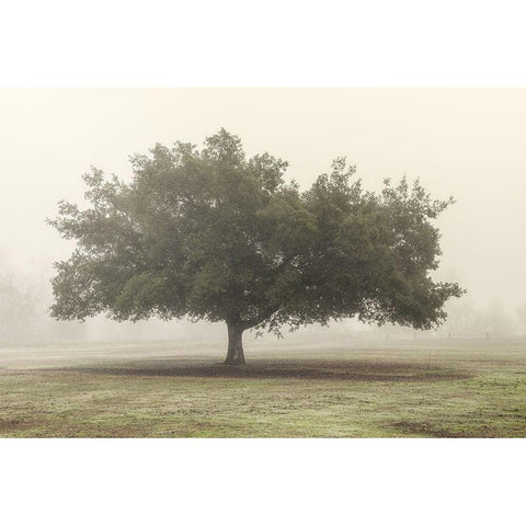 Trees in the Fog II Black Modern Wood Framed Art Print with Double Matting by Poinski, Dianne