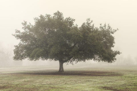 Trees in the Fog II White Modern Wood Framed Art Print with Double Matting by Poinski, Dianne
