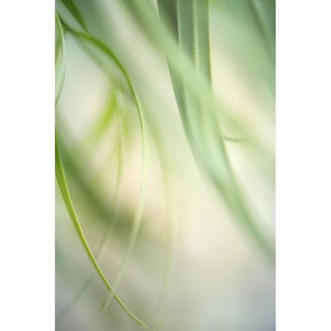 Harmonic I Black Modern Wood Framed Art Print by Poinski, Dianne