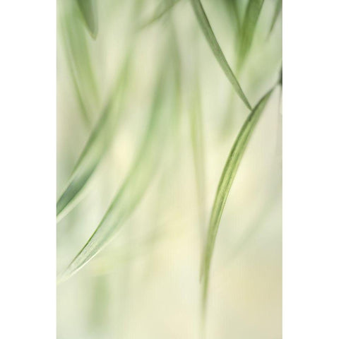 Harmonic II Black Modern Wood Framed Art Print by Poinski, Dianne