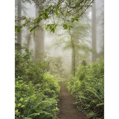 Summer Forest I Black Modern Wood Framed Art Print with Double Matting by Poinski, Dianne