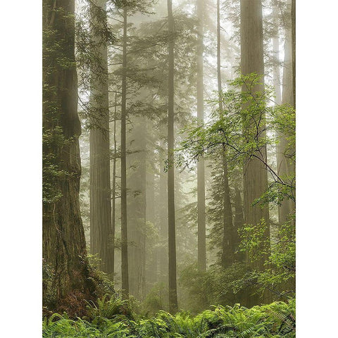 Summer Forest II Black Modern Wood Framed Art Print with Double Matting by Poinski, Dianne