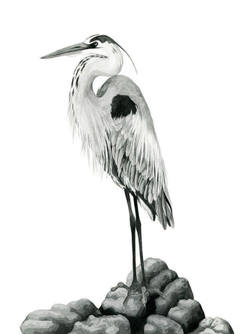 Shoreline Heron in BandW II White Modern Wood Framed Art Print with Double Matting by Popp, Grace