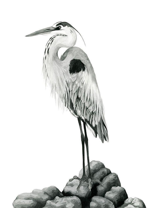 Image Only