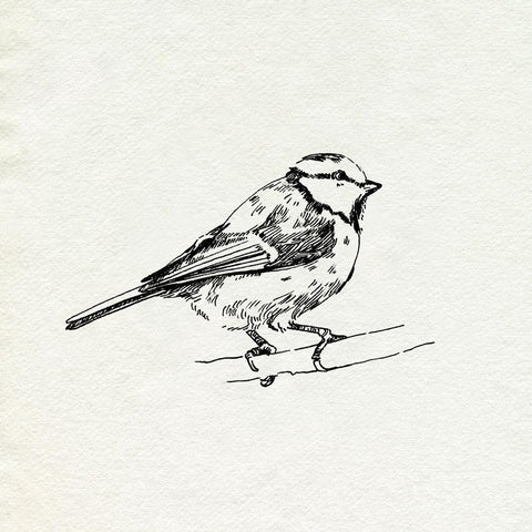 Bird Feeder Friends IV Black Modern Wood Framed Art Print with Double Matting by Caroline, Emma