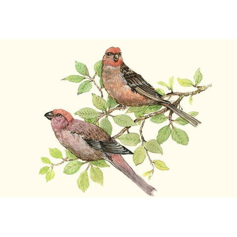 Song Birds II Gold Ornate Wood Framed Art Print with Double Matting by OToole, Tim