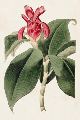 Flora of the Tropics I Black Ornate Wood Framed Art Print with Double Matting by Unknown