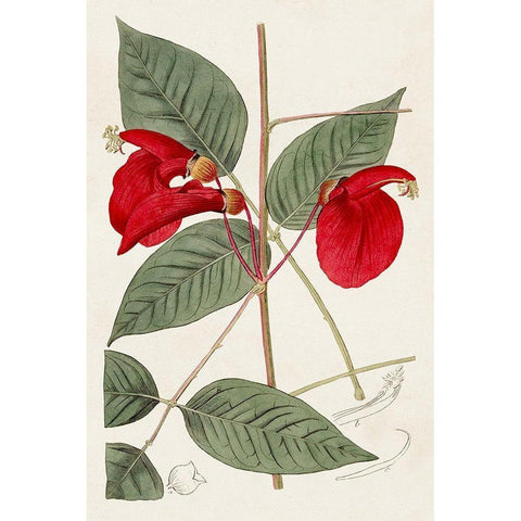 Flora of the Tropics II Black Modern Wood Framed Art Print with Double Matting by Unknown