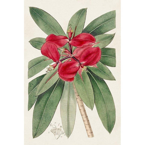 Flora of the Tropics III White Modern Wood Framed Art Print by Unknown