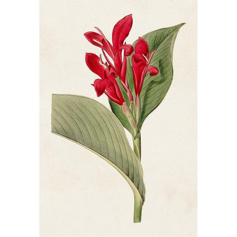 Flora of the Tropics IV White Modern Wood Framed Art Print by Unknown