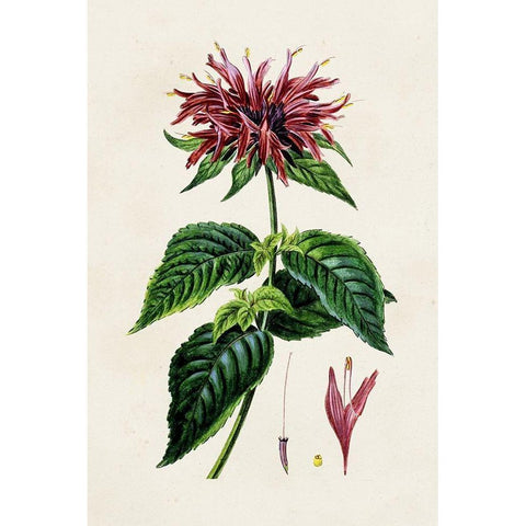 Antique Floral Folio I Black Modern Wood Framed Art Print with Double Matting by Bessa, Pancrace