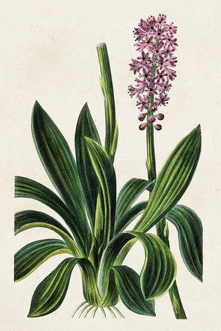 Antique Floral Folio II Black Ornate Wood Framed Art Print with Double Matting by Bessa, Pancrace