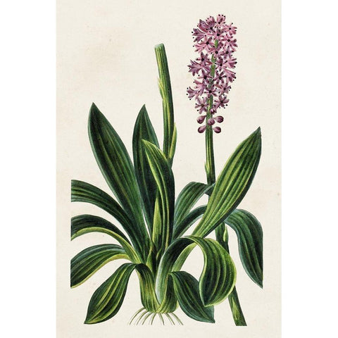 Antique Floral Folio II Black Modern Wood Framed Art Print by Bessa, Pancrace