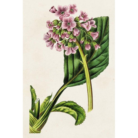 Antique Floral Folio III Gold Ornate Wood Framed Art Print with Double Matting by Bessa, Pancrace