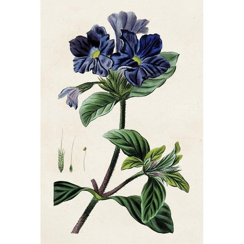 Antique Floral Folio IV Black Modern Wood Framed Art Print with Double Matting by Bessa, Pancrace