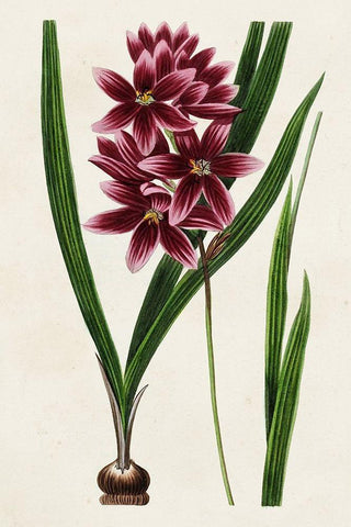 Antique Floral Folio V White Modern Wood Framed Art Print with Double Matting by Bessa, Pancrace