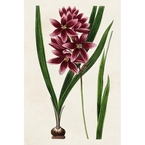 Antique Floral Folio V Gold Ornate Wood Framed Art Print with Double Matting by Bessa, Pancrace