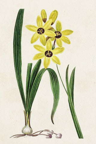 Antique Floral Folio VI Black Ornate Wood Framed Art Print with Double Matting by Bessa, Pancrace