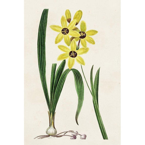 Antique Floral Folio VI Black Modern Wood Framed Art Print with Double Matting by Bessa, Pancrace