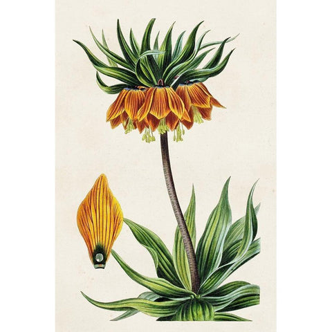 Antique Floral Folio VII White Modern Wood Framed Art Print by Bessa, Pancrace