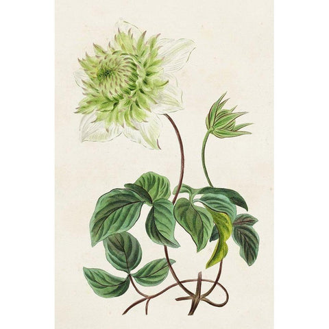 Antique Floral Folio VIII Black Modern Wood Framed Art Print by Bessa, Pancrace