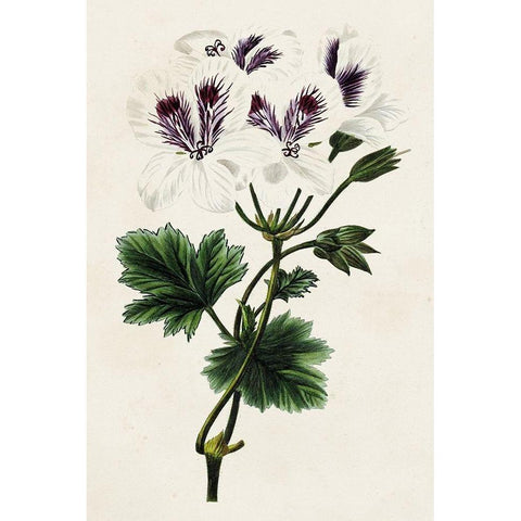 Antique Floral Folio IX Gold Ornate Wood Framed Art Print with Double Matting by Bessa, Pancrace