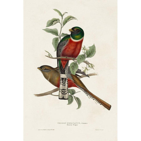 Elegant Trogons I White Modern Wood Framed Art Print by Gould, John