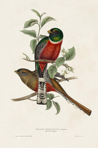 Elegant Trogons I White Modern Wood Framed Art Print with Double Matting by Gould, John