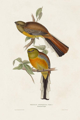 Elegant Trogons II White Modern Wood Framed Art Print with Double Matting by Gould, John