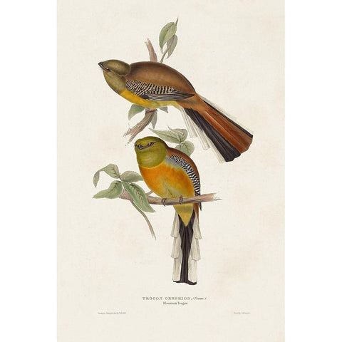 Elegant Trogons II Black Modern Wood Framed Art Print with Double Matting by Gould, John