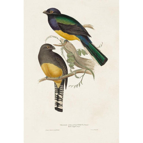 Elegant Trogons III White Modern Wood Framed Art Print by Gould, John