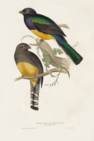 Elegant Trogons III Black Ornate Wood Framed Art Print with Double Matting by Gould, John