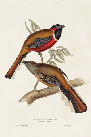 Elegant Trogons IV Black Ornate Wood Framed Art Print with Double Matting by Gould, John
