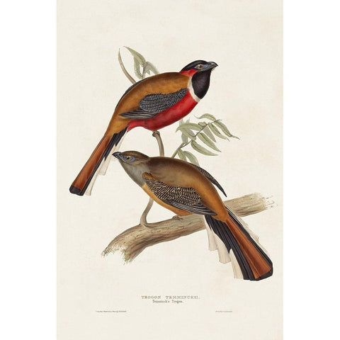 Elegant Trogons IV Black Modern Wood Framed Art Print with Double Matting by Gould, John