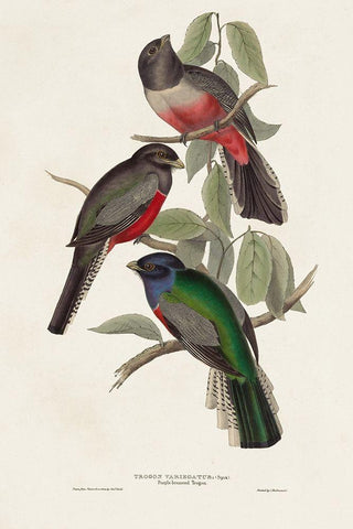 Elegant Trogons V Black Ornate Wood Framed Art Print with Double Matting by Gould, John