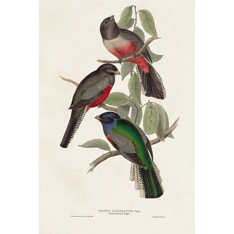 Elegant Trogons V Black Modern Wood Framed Art Print by Gould, John