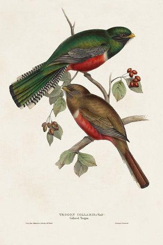 Elegant Trogons VI White Modern Wood Framed Art Print with Double Matting by Gould, John