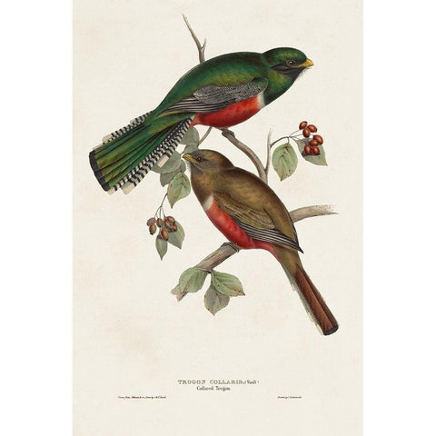 Elegant Trogons VI Gold Ornate Wood Framed Art Print with Double Matting by Gould, John