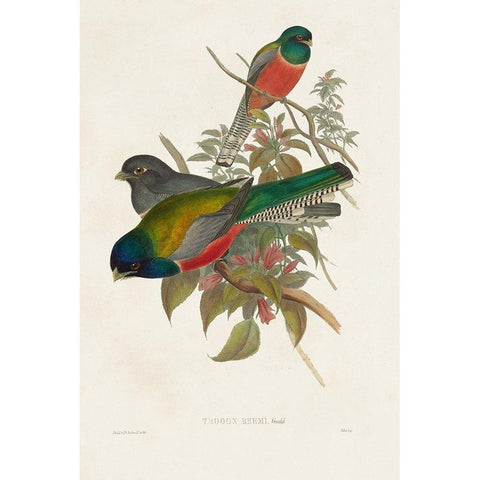 Elegant Trogons VII Black Modern Wood Framed Art Print by Gould, John