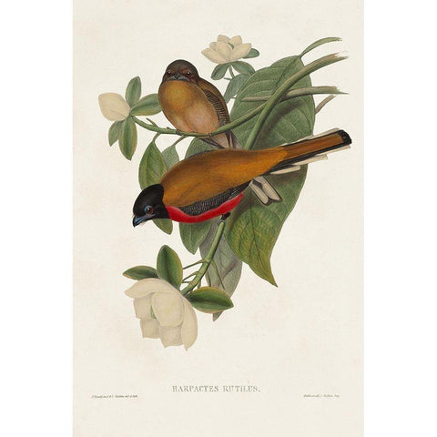 Elegant Trogons VIII Black Modern Wood Framed Art Print with Double Matting by Gould, John
