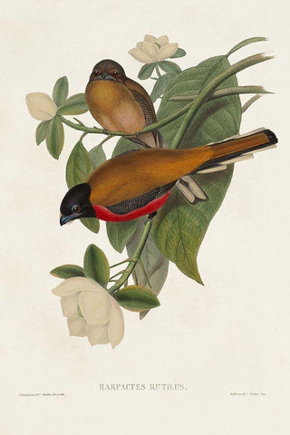 Elegant Trogons VIII White Modern Wood Framed Art Print with Double Matting by Gould, John