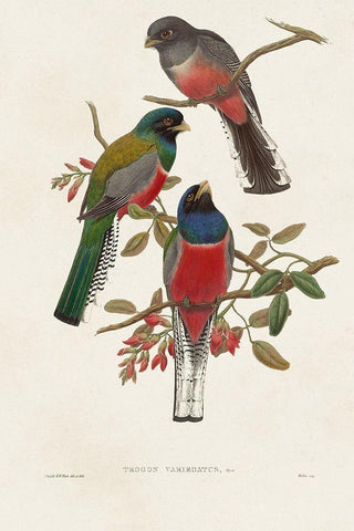 Elegant Trogons IX Black Ornate Wood Framed Art Print with Double Matting by Gould, John