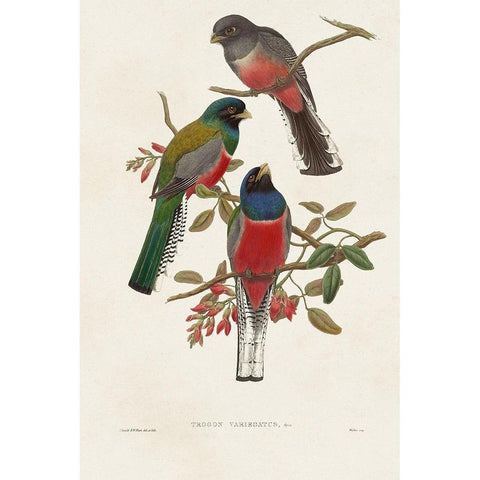 Elegant Trogons IX White Modern Wood Framed Art Print by Gould, John