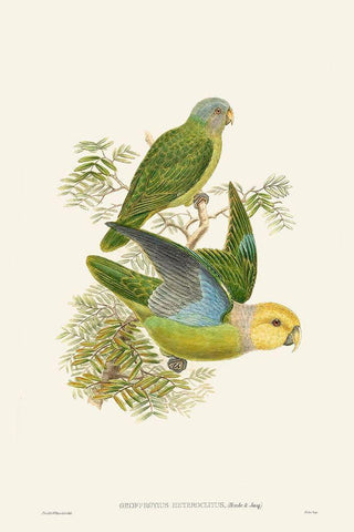 Lime And Cerulean Parrots I Black Ornate Wood Framed Art Print with Double Matting by Gould, John