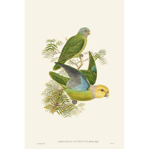 Lime And Cerulean Parrots I Black Modern Wood Framed Art Print with Double Matting by Gould, John