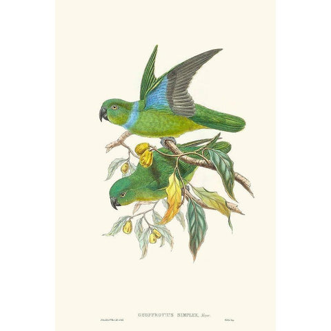 Lime And Cerulean Parrots II White Modern Wood Framed Art Print by Gould, John