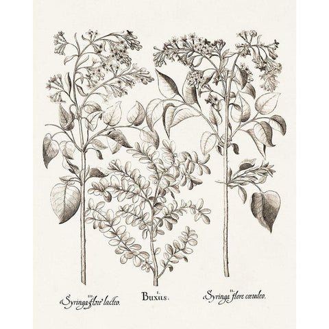Sepia Besler Botanicals I Black Modern Wood Framed Art Print by Besler, Basilius
