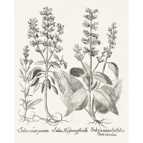 Sepia Besler Botanicals III Black Modern Wood Framed Art Print by Besler, Basilius