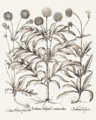 Sepia Besler Botanicals IV Black Ornate Wood Framed Art Print with Double Matting by Besler, Basilius