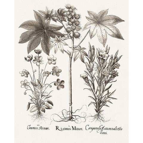 Sepia Besler Botanicals VI Gold Ornate Wood Framed Art Print with Double Matting by Besler, Basilius